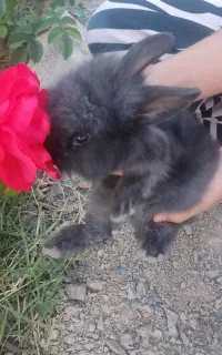 خرگوش لوپی پشمالو