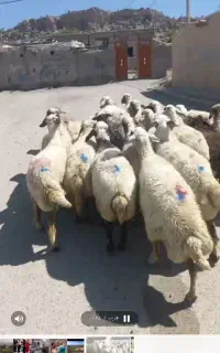 21راس گوسفند شک با بره و یک قوچ جنس دولمنی