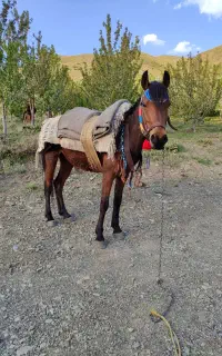 مادیان