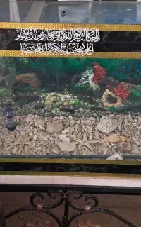 فروش آکواریوم ماهی