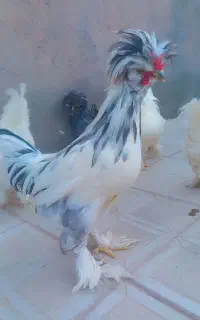 خروس سلطان