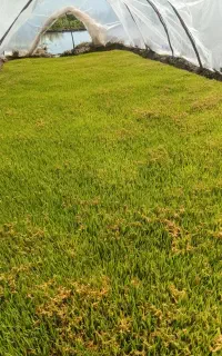 سمپاشی صبحان سمپاشی کارخانه ساختمان باغ کیوی و