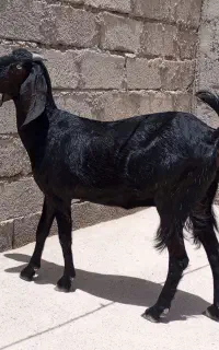 گتاچ معامله ای