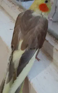 عروس هلندی گمشده