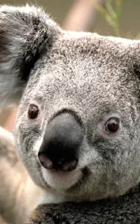 تعمیرکار لوازم خانگی