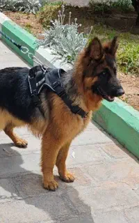 ژرمن شولاین بلک فیس کلاس a