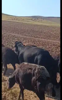 قوچ نر قره قزل اصل جنس