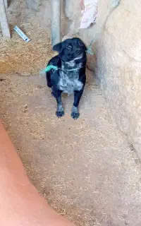 سگ پاکوتاه ماده