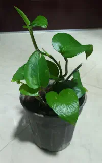 گلدان پتوس و گندمی و ناز ، ارزان