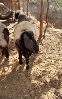 میش چاق