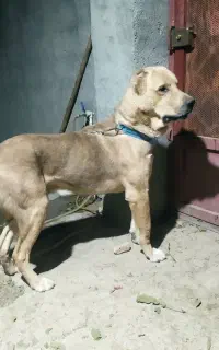 سگ پژدر