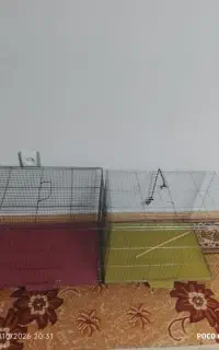 قفس قناری