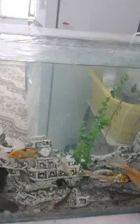 ماهی و لامپ ال ای دی و اکواریوم