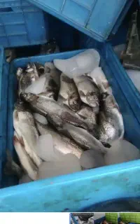 ماهی قزل آلا تازه