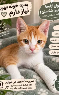 واگزاری فوری رایگان گربه دی اس اچ