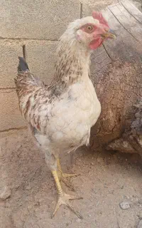 دو  عدد خروس گلپایگانی