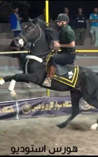 اسب مشکی