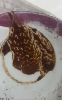 فال قهوه تاروت