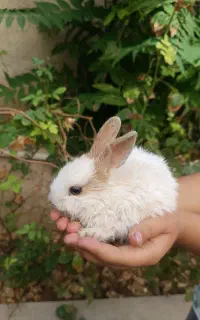 خرگوش