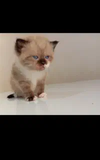 گربه