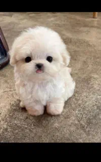 سگ یک وجبی تیکاب و شیتزو