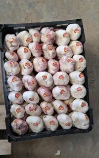 سیر صادراتی درجه یک