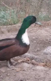 فروش اردک نر ،آبپخش