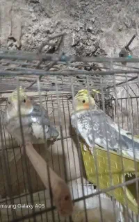 جفت عروس هلندی نروماده