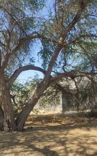 خرید چوب و حرص درخت