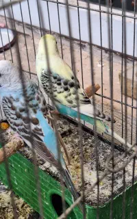 مرغ عشق دم تخم