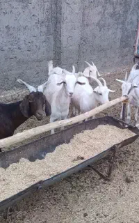 بز سانن