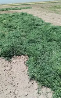 بیده خشک