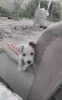 سگ نگهبان نژاد خوب
