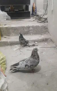 یک دست کفتر سرور نوک کوتاه