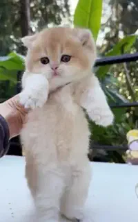 سرپرستی گربه قبول می‌کنم