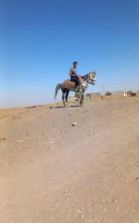 اسب نریون