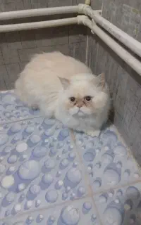 گربه پرشین نر یک ساله عقیم نشده