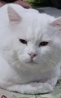 واگذاری گربه پرشین