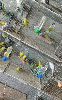 مرغ عشق