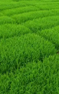 تعداد ۲۰۰ عدد سینی باکس توم هاشمی