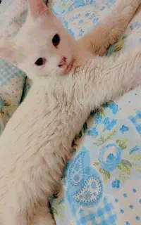 گربه پرشین چشم تا به تا