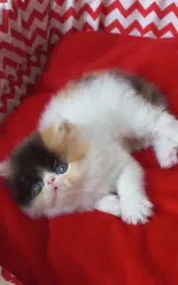 بچه گربه پرشین سوپر فلت