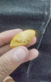 موره اصلی