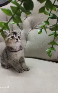 توله بریتیش ،بچه گربه