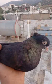 کبوتر ذاغ
