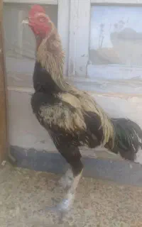 خروس لاری
