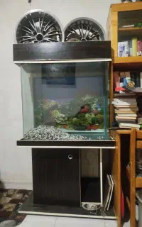 آکواریوم شیشه خم شرکتی گلاب گیر