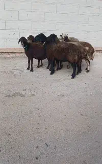 میش