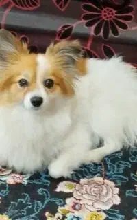 سگ نژاد پاپیلون