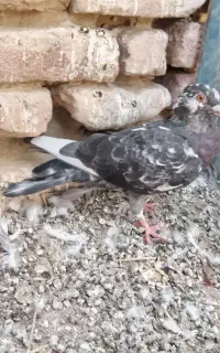 کپوت